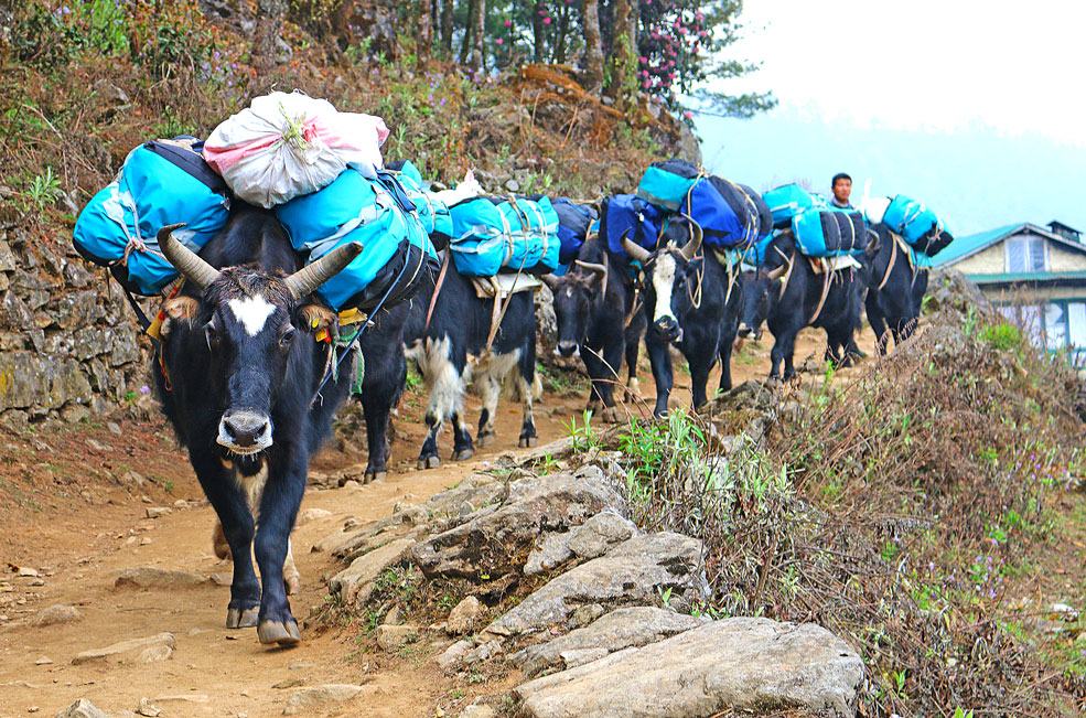 Yaks carry supplies to the villages along the Everest Base Camp trekking route.