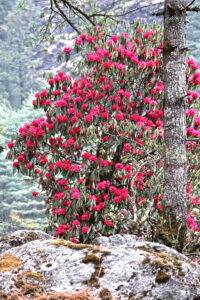 Rhododendrons make the best season for Everest Base Camp trek